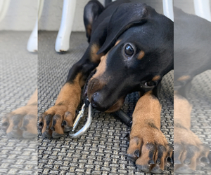 Doberman Pinscher Puppy for sale in CORONA, CA, USA