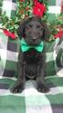 Small Photo #3 Labradoodle Puppy For Sale in LANCASTER, PA, USA