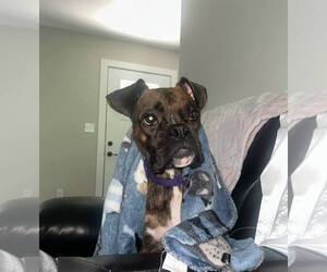 Boxer Dogs for adoption in Woodbury, MN, USA