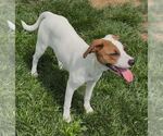 Small #2 Jack Russell Terrier Mix