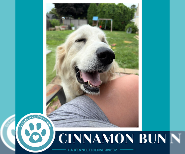 Medium Photo #3 Great Pyrenees Puppy For Sale in Kimberton, PA, USA