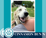 Small #2 Great Pyrenees
