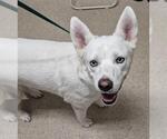 Small Siberian Husky Mix