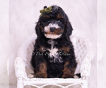 Small Photo #52 Poodle (Toy) Puppy For Sale in WARSAW, IN, USA