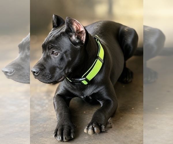 Medium Photo #16 Cane Corso Puppy For Sale in ANDERSON, IN, USA