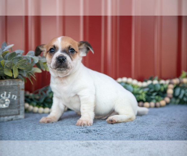 Medium Photo #13 Jack Russell Terrier Puppy For Sale in ETNA GREEN, IN, USA