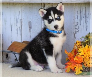 Siberian Husky Puppy for sale in FREDERICKSBG, OH, USA