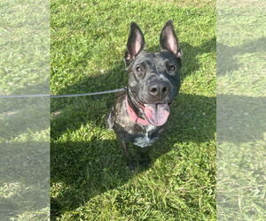 Janey - Female Mutt Dog for Adoption - Photo #6