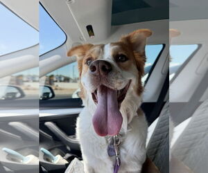 Siberian Husky-Unknown Mix Dogs for adoption in Chandler, AZ, USA