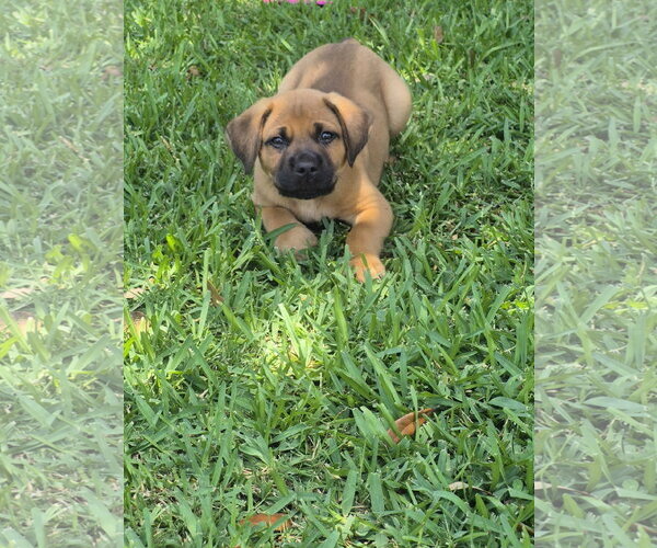 Medium Photo #2 Labrador Retriever-Unknown Mix Puppy For Sale in The Woodlands, TX, USA