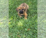 Small #1 Labrador Retriever Mix