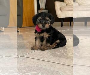 Yorkie Pin-YorkiePoo Mix Puppy for sale in MOUNT DORA, FL, USA