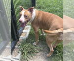 Small #6 American Pit Bull Terrier Mix