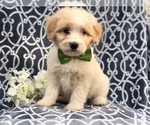 Small Photo #10 Aussiedoodle Puppy For Sale in LAKELAND, FL, USA