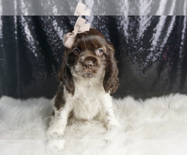 Medium Photo #97 Cocker Spaniel Puppy For Sale in WARSAW, IN, USA