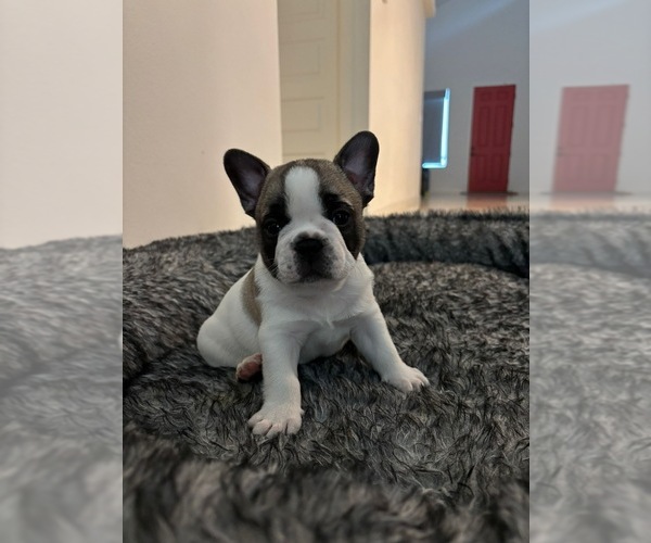 Medium Photo #1 French Bulldog Puppy For Sale in MISSION, TX, USA