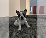 Puppy Puppy 4 French Bulldog