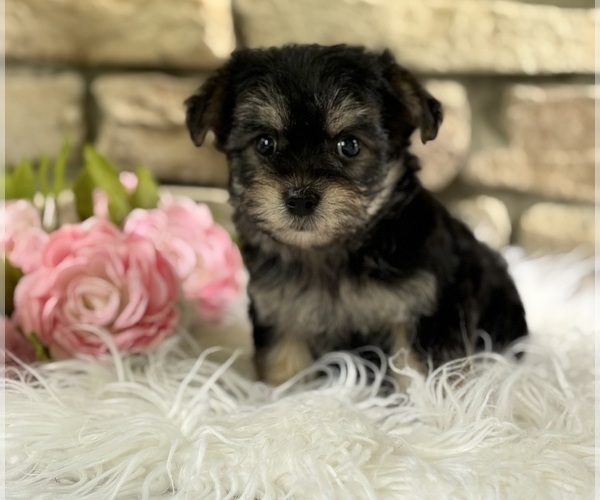 Medium Photo #3 Morkie Puppy For Sale in ROCK STREAM, NY, USA