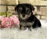 Small #2 Morkie
