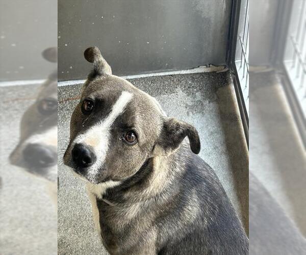 Medium Photo #1 American Pit Bull Terrier Puppy For Sale in Downey, CA, USA