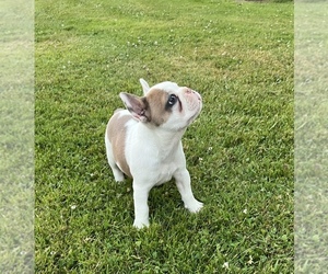 French Bulldog Dog for Adoption in CONNEAUTVILLE, Pennsylvania USA
