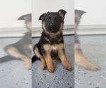 Small Photo #2 German Shepherd Dog Puppy For Sale in OGDEN, NY, USA