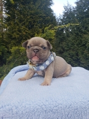 French Bulldog Puppy for sale in BELLINGHAM, WA, USA