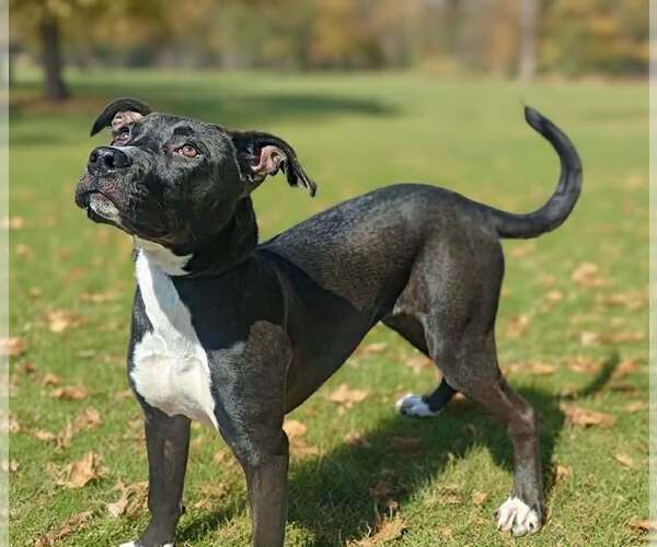 Medium Photo #8 Mutt Puppy For Sale in Talladega, AL, USA