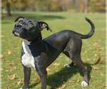 Small Photo #8 Mutt Puppy For Sale in Talladega, AL, USA