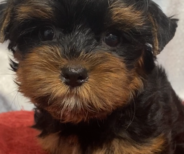 Medium Photo #1 Yorkshire Terrier Puppy For Sale in BETHLEHEM, GA, USA