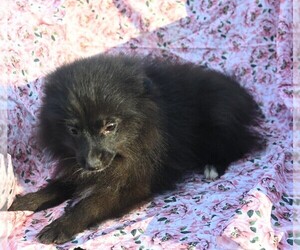 Pomeranian Puppy for sale in BLOOMINGTON, IN, USA