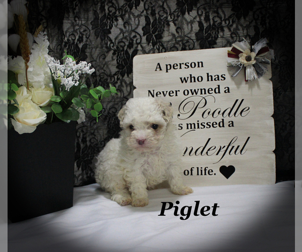 Medium Photo #6 Poodle (Toy) Puppy For Sale in CHANUTE, KS, USA