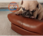 Small Photo #49 French Bulldog Puppy For Sale in MANHATTAN, NY, USA