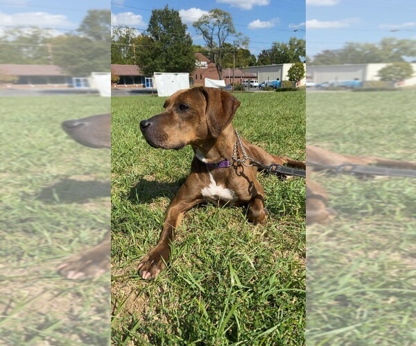 Medium Photo #2 Mutt Puppy For Sale in Richmond, IN, USA