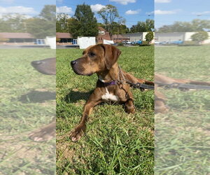 Maggie - Female Mutt Dog for Adoption - Photo #2