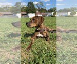 Small Photo #2 Mutt Puppy For Sale in Richmond, IN, USA
