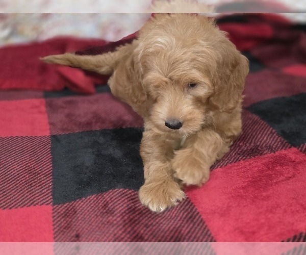 Medium Photo #23 Goldendoodle Puppy For Sale in DUBLIN, TX, USA