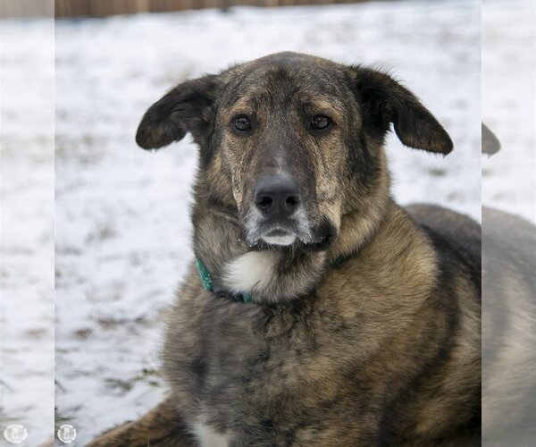 Medium Photo #3 Chow Chow-German Shepherd Dog Mix Puppy For Sale in Princeton, MN, USA