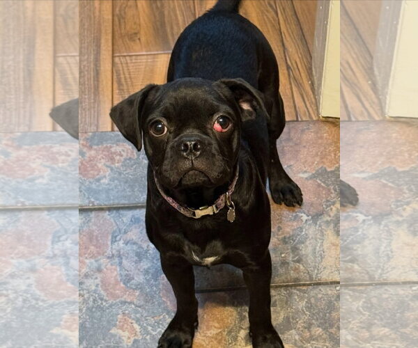 Medium Photo #7 Pug-Unknown Mix Puppy For Sale in San Diego, CA, USA