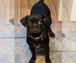 Small #6 Pug Mix