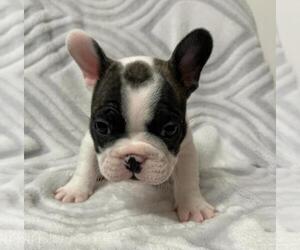French Bulldog Puppy for sale in JOHNS ISLAND, SC, USA