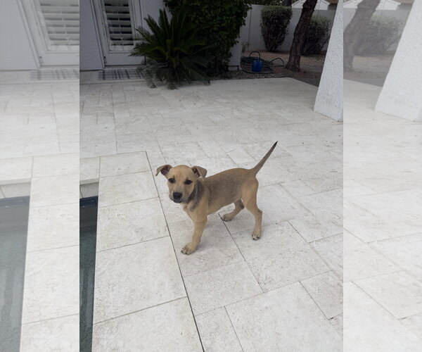 Medium Photo #1 American Pit Bull Terrier-Labrador Retriever Mix Puppy For Sale in Phoenix, AZ, USA