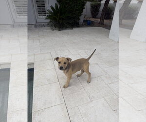 American Pit Bull Terrier-Labrador Retriever Mix Dogs for adoption in Phoenix, AZ, USA