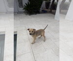 Small American Pit Bull Terrier-Labrador Retriever Mix