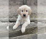 Small Photo #13 Golden Retriever Puppy For Sale in MORGANTOWN, IN, USA