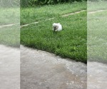 Small Maltese