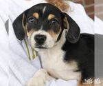 Small Jack Russell Terrier Mix