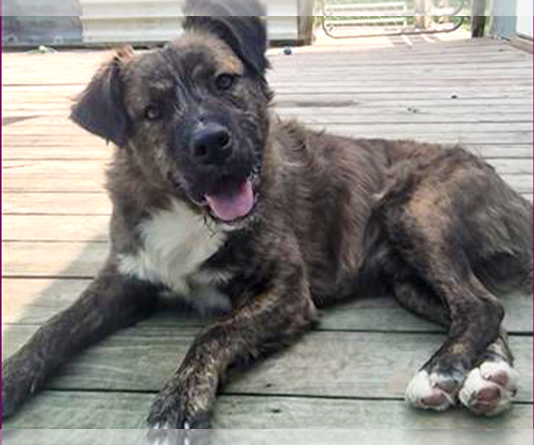 Medium Photo #4 Mutt Puppy For Sale in Murfreesboro, NC, USA