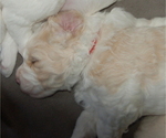 Small Photo #2 Goldendoodle Puppy For Sale in COLCHESTER, CT, USA