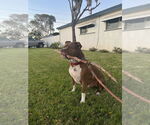 Small #1 Staffordshire Bull Terrier